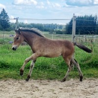 eesti hobuse märavarss