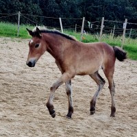 eesti hobuse märavarss