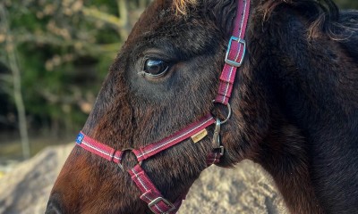 Krogstāds (Latvian Warmblood)