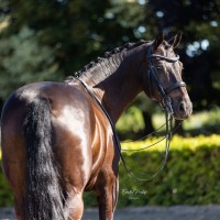 Stunning gelding - 10y - fourth level