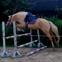 3 aastane eesti hobune Teks