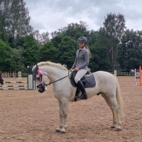 Conemara sport pony