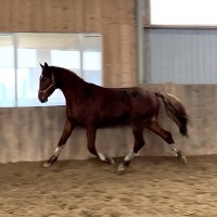 Herman