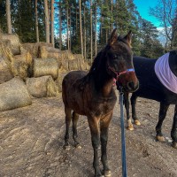 Krogstāds (Latvian Warmblood)