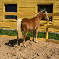 Preston Sport poni